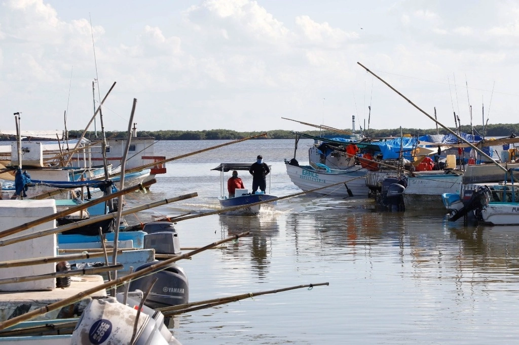 La pesquería de langosta se realiza en Baja California y Baja California Sur, estados que aportan 64 por ciento de la producción nacional, y es una de las actividades de mayor importancia socioeconómica para esta zona por la derrama económica y la cantidad de empleos directos e indirectos que genera. Foto Cuartoscuro / archivo 