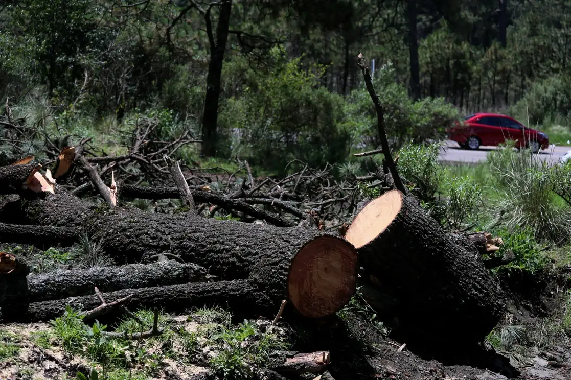 Decenas de troncos cortados se hallan en las orillas de la vieja carretera México-Cuernavaca, entre la alcaldía Tlalpan y Morelos, como parte de los vestigios de la tala clandestina. Pobladores de la zona señalaron que han visto hasta 70 camionetas cargadas. Antes se adentraban en los montes en la noche o la madrugada, pero ahora les vale y transitan a diario. Aceptaron que hay presencia de la GN, pero es insuficiente. Las lagunas de Zempoala son de las áreas más afectadas. Foto Roberto García Ortiz
