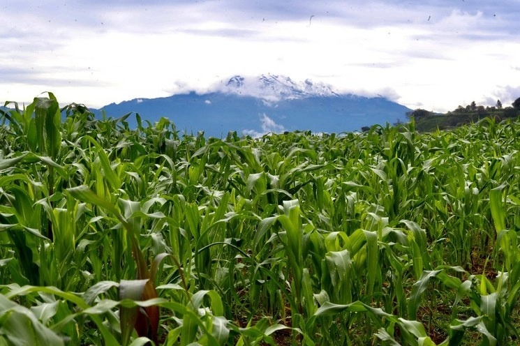Un campo de cultivo de maíz en el pueblo de San Pablo Oztotepec, en la alcaldía Milpa Alta, con el volcán Iztaccíhuatl al fondo. Foto Luis Castillo / Archivo
