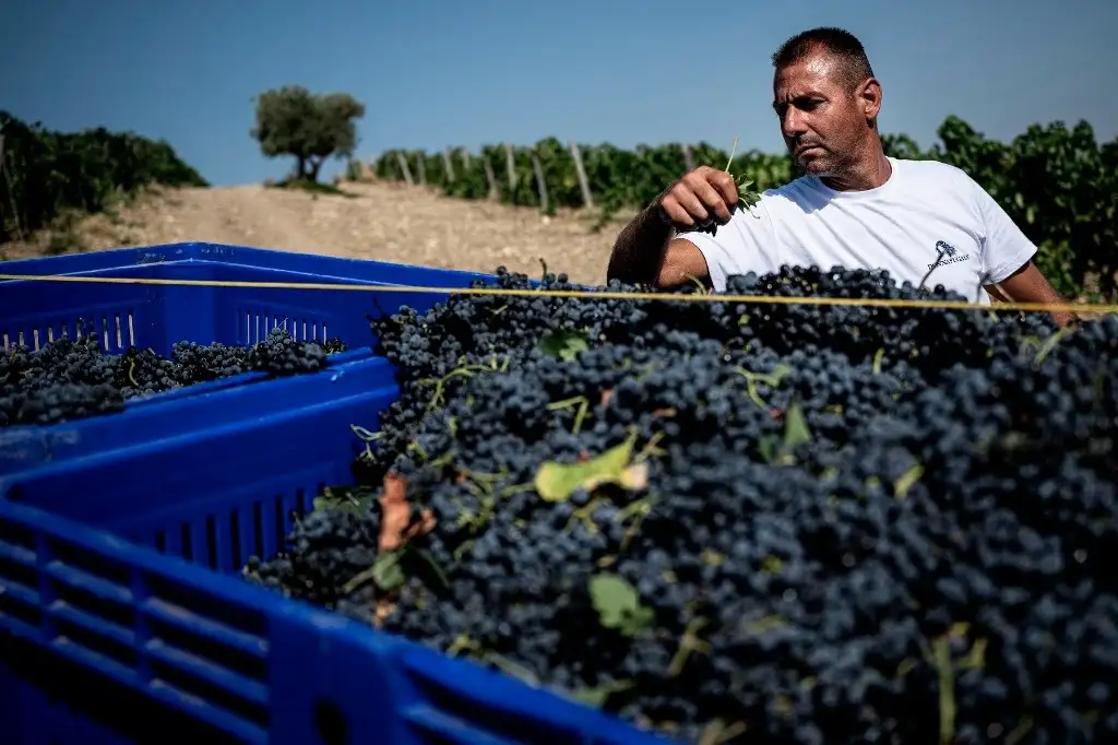 El mayor desafío para la industria de la uva en la región es la sobre oferta que dificulta posicionar el producto en mercados destino. Foto Afp   