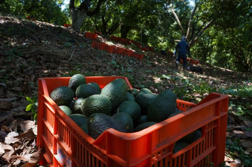 En la última década se ha cambiado el uso de suelo en aproximadamente 30 mil hectáreas para el cultivo de aguacate. Foto Cuartoscuro / Archivo