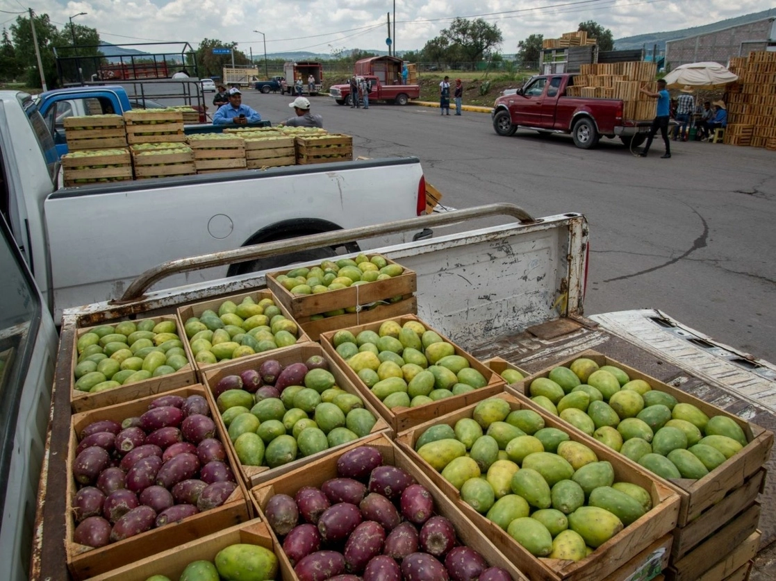 Productores de Otumba, Edomex, empaquetan cajas con tunas, fruto de exportación a Estados Unidos y otros países. Foto Cuartoscuro / Archivo