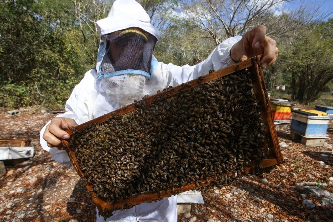Entonces si los humanos devastamos el hábitat de las abejas, las ratas pueden seguir evolucionando para cumplir las funciones que las extintas abejas ya no pueden hacer. Foto