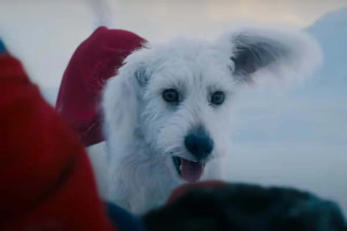Según la aplicación de adiestramiento canino Woofz, las búsquedas en Google de "adoptar un perro cerca de mí" se dispararon un 513 por ciento durante el fin de semana de estreno de 'Superman', primera cinta en la que Krypto aparece.