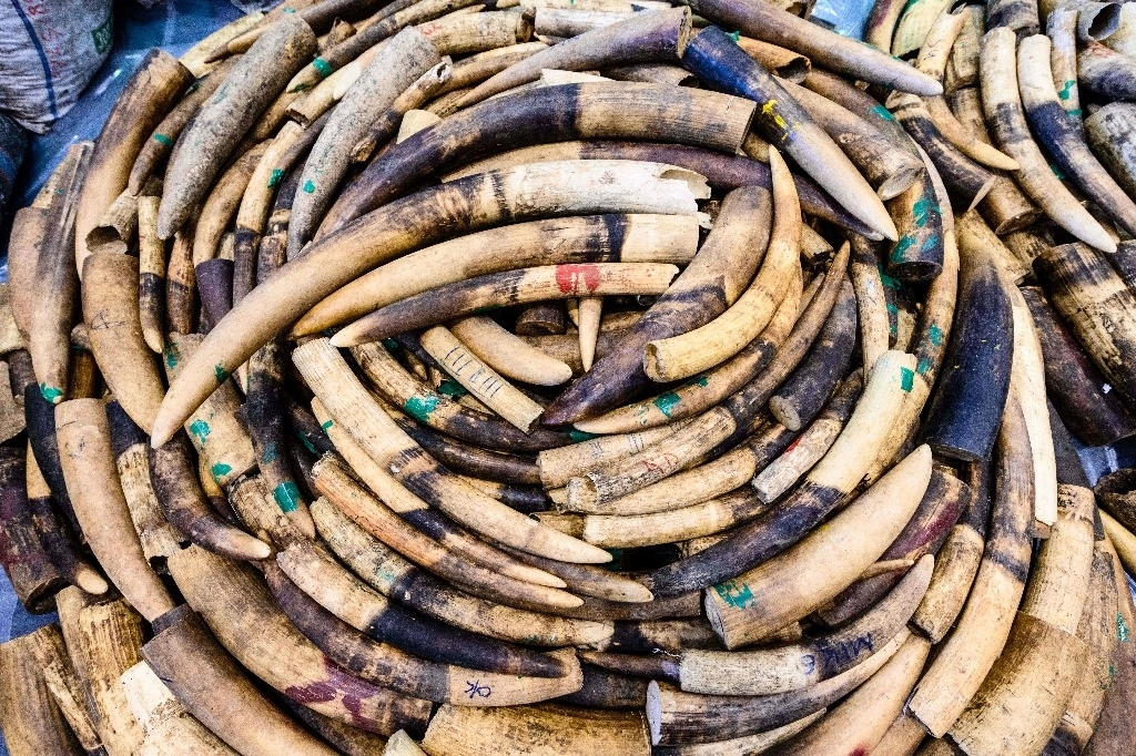 Los 118 colmillos de elefante procedían de Gabón y tendrían como destino Asia, donde el marfil se usa en la medicina tradicional. Foto Afp/Archivo