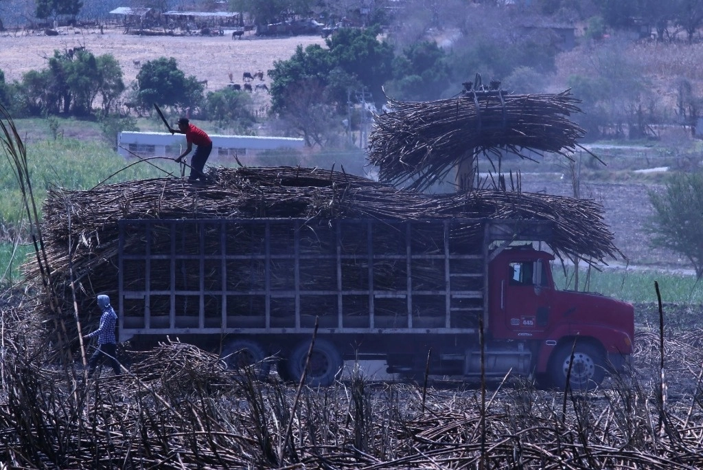 La producción de azúcar de caña disminuirá este año debido a la falta de lluvias la temporada pasada. Foto Cuartoscuro/Archivo