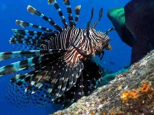 El pez león, que se ha extendido en el Golfo de México, “afecta la pesca y la biodiversidad de los arrecifes al depredar juveniles de importancia comercial y clave para los ecosistemas”, alerta investigadora. 