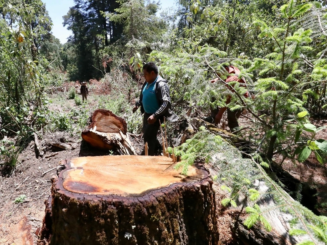 La mayoría de las Áreas Naturales Protegidas enfrentan problemas de deforestación, contaminación por residuos sólidos, descargas de aguas residuales y malas prácticas ganaderas. Foto Luis Castillo / Archivo 