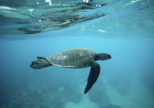 Durante la temporada de anidación pasada, el Conap contabilizó una siembra de 513 mil nueve huevos en todas las playas de Guatemala con la liberación de 475 mil 327 tortugas marinas. Foto Reuters