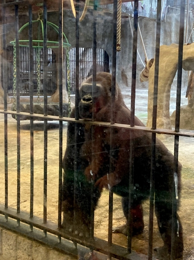 El último ejemplar de gorila en Tailandia se encuentra en cautiverio en un zoológico. Foto La Jornada