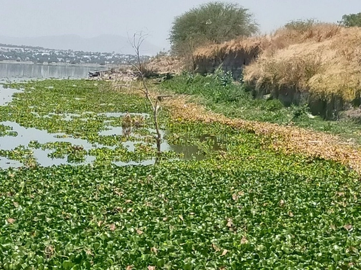 La condiciones de la Laguna de Zumpango son críticas por la cubierta de lirio y la sequía. Foto Silvia Chávez/Archivo