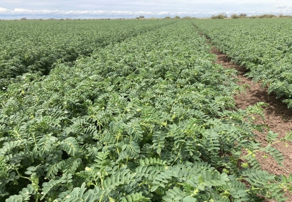 Los agricultores evitan siembras anticipadas en diciembre y principios de enero debido al riesgo de heladas, comenzando la mayoría de las plantaciones en la segunda semana del año. Este ciclo agrícola prevé la siembra de 5 mil hectáreas de hortalizas como melón, sandía, pepino, chile y calabaza, cuya cosecha está programada para abril y mayo. Foto Cristina Gómez Lima 