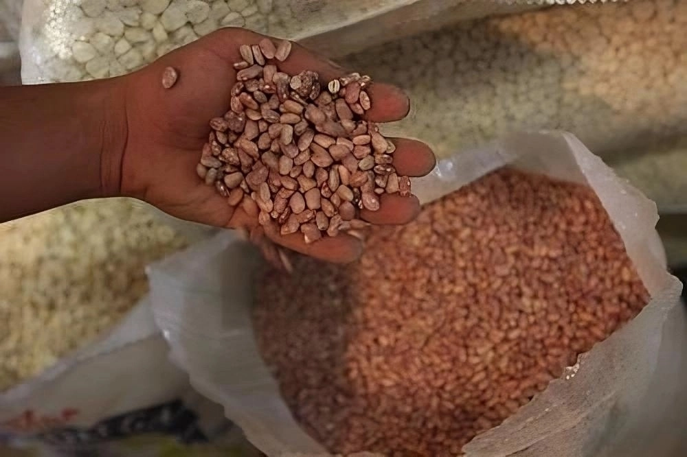 Segalmex acordó comprarles mil toneladas del grano. Foto José Carlo González/ archivo