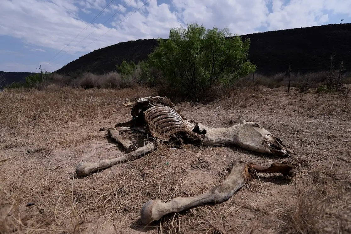 La sequía que azota a Coahuila ha deteriorado considerablemente las condiciones del campo y la crianza de animales; la producción para este año de 80 mil cabezas de ganado de exportación está en duda, alertó la Secretaría de Desarrollo Rural estatal. La imagen, a orillas de la antigua carretera Saltillo-Monclova, en territorio del municipio de Ramos Arizpe. Foto Antonio Ojeda 