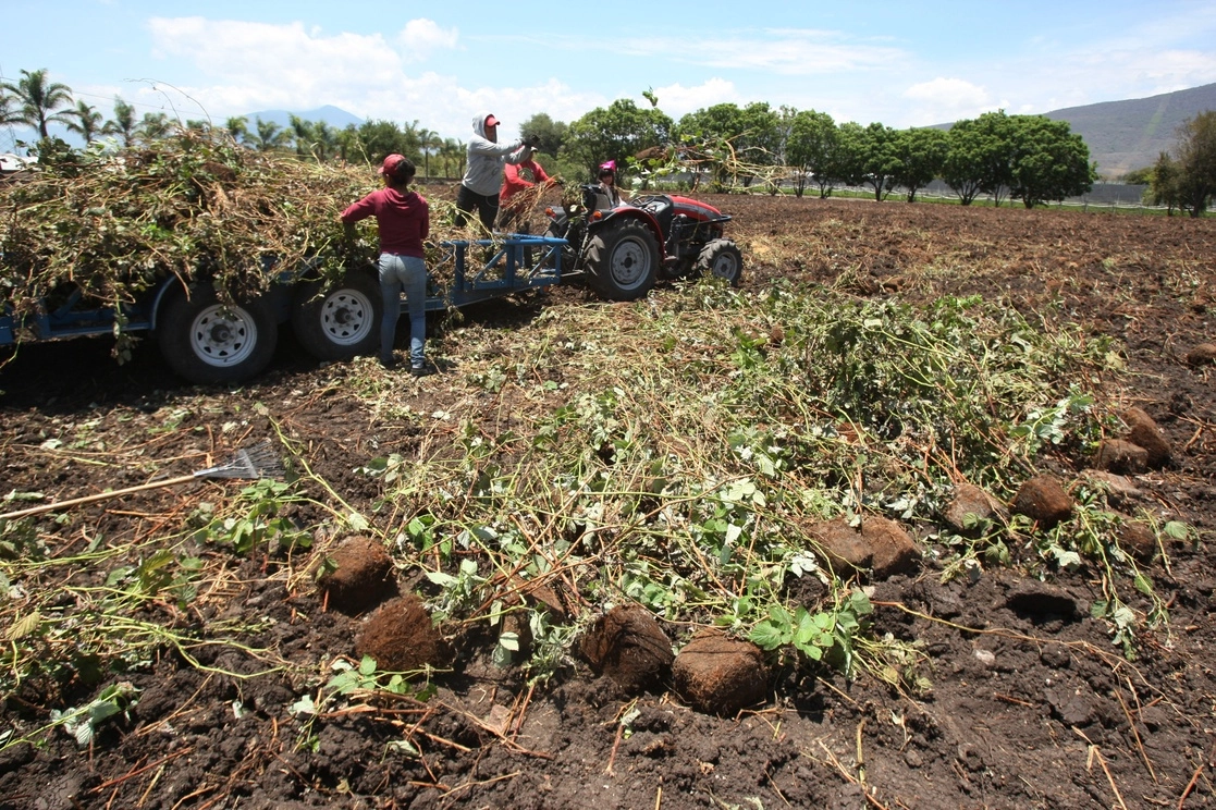 Trabajadoras elaboran composta en un sembradío de berries en el municipio de Jocotepec, Jalisco. Foto Arturo Campos Cedillo