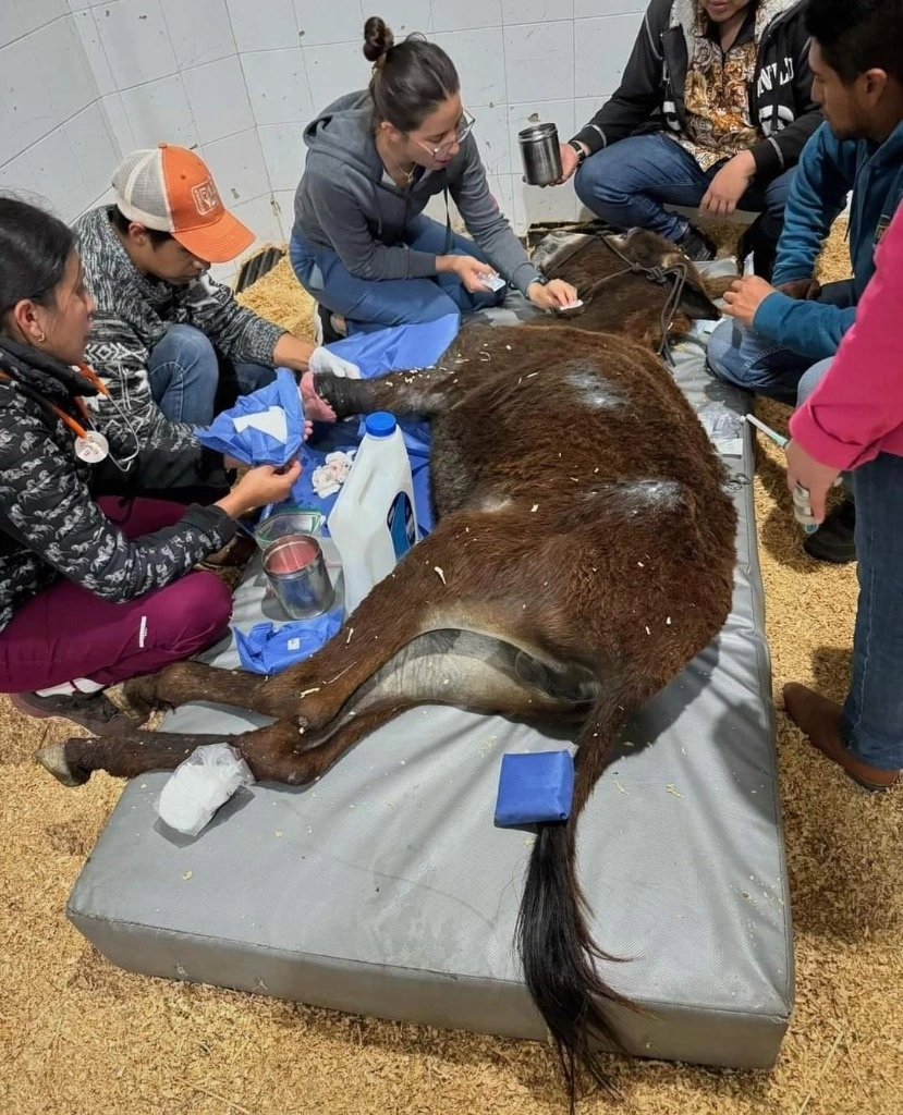 Inicialmente la burrita fue atendida por una agrupación llamada Fundación Toby. Ellos, al tener el reporte de que el animalito había sido agredido, fueron a rescatarlo y al notar las lesiones en su pata, la llevaron con un veterinario que determinó amputarla.Foto  cortesía de Asociación Seres Libres