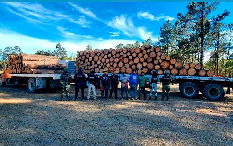 Alarmante, la acción de talamontes en la Sierra Tarahumara