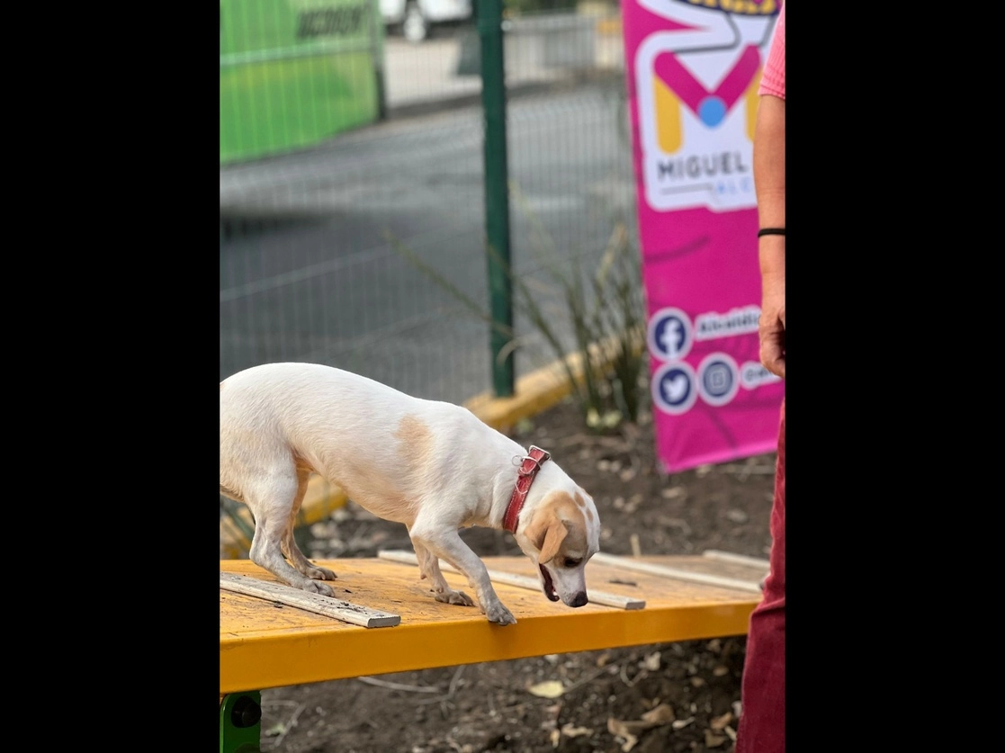 Con recursos del presupuesto participativo del año pasado, la alcaldía Miguel Hidalgo transformó un camellón que por años lució abandonado en un parque Pet Friendly. Foto Laura Gómez Flores