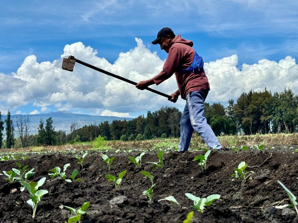 La reducción de la pobreza extrema en el campo mexicano es uno de los retos de la Sader para este sexenio. Foto Roberto García