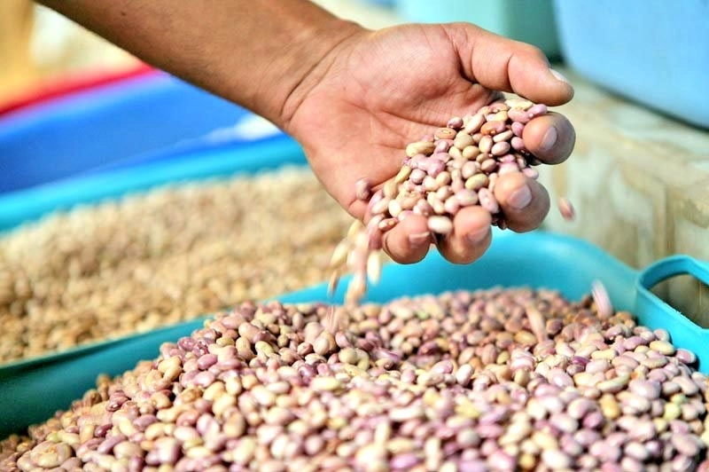 A los campesinos se les paga a 17.50 pesos por kilogramo, cuando el costo de producción es de 28 pesos por kilo. Foto La Jornada