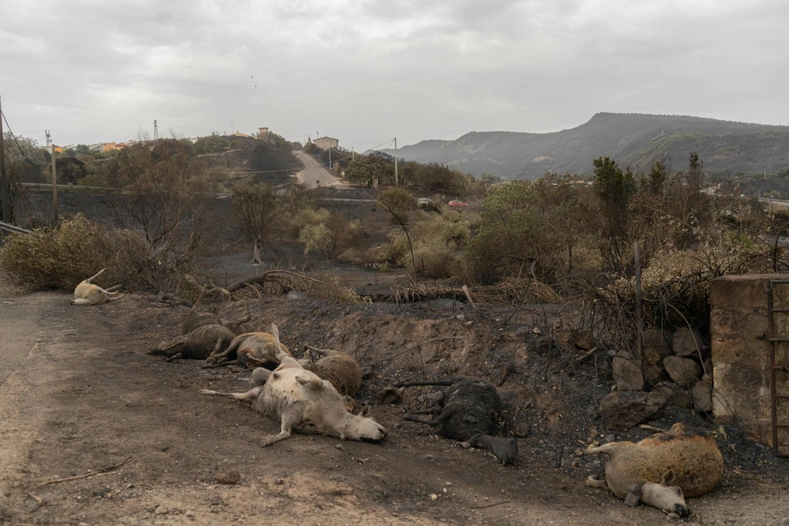 Francia y Grecia enviaron aviones para ayudar a apagar los incendios forestales, que han consumido alrededor de 20 mil hectáreas en la provincia de Oristano. Foto Afp