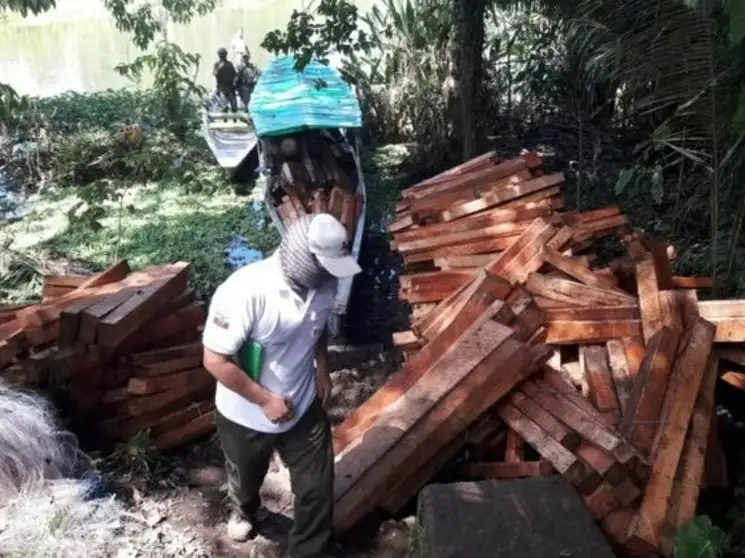 Troncos de balsa extraídos ilegalmente fueron retenidos por la Dirección zonal de Sucumbíos del Ministerio de Ambiente y las Fuerzas Armadas en en el interior de la Reserva Biológica Limoncocha a mediados de julio 2020. Foto tomada del Twitter de @MAE_Sucumbíos