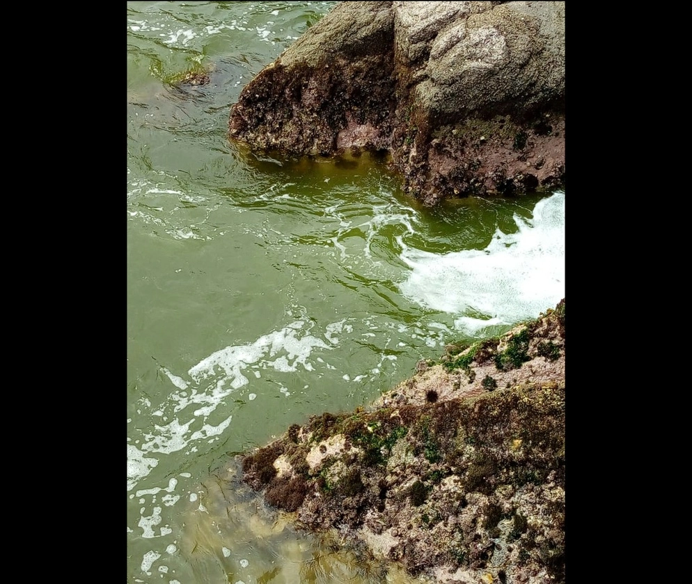 Investigadores de la Universidad de Guadalajara informaron que desde hace cinco meses monitorean el florecimiento de algas dentro de la Bahía de Banderas, al detectar una "marea verde". Foto ‘La Jornada’