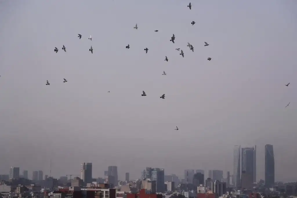 Foto Marco Peláez