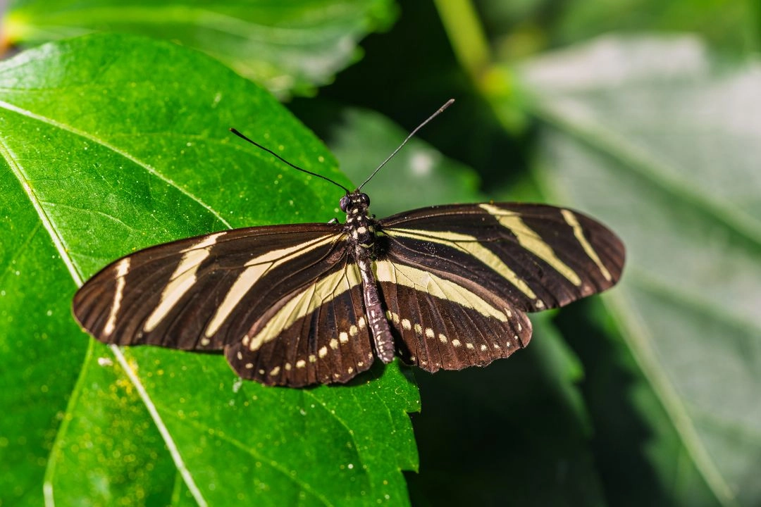 Un ejemplar de heliconia cebra que generalmente se encuentra en el sureste de Estados Unidos. 