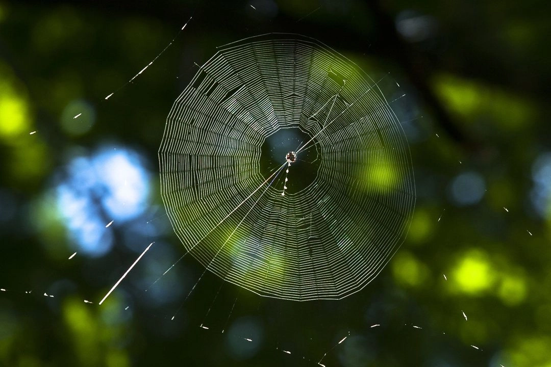 El llamado de las autoridades médicas se extiende también a otros tipos de fauna ponzoñosa como víboras, alacranes o insectos que, con las altas temperaturas, tienden a invadir espacios habitados por el ser humano en busca de sombra o humedad.