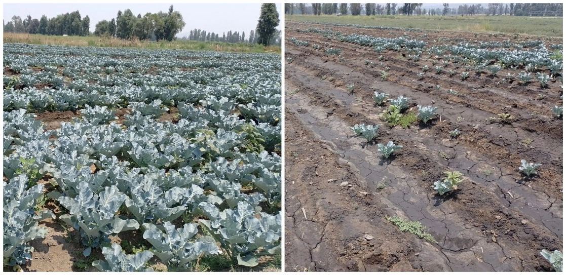 El impacto del agroquímico no sólo es en el precio, pues es notoria la fertilidad de los terrenos. Foto 'La Jornada'