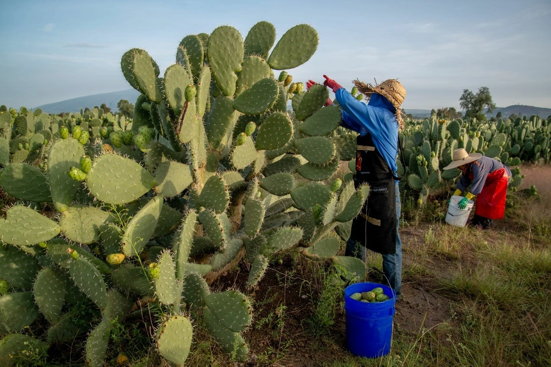 En relación con la balanza comercial agroalimentaria, que incluye los productos procesados, hay superávit de cuatro mil 857 millones de dólares durante el primer semestre del año, lo cual es el tercer mayor saldo positivo en 27 años. Foto Cuartoscuro / Archivo 