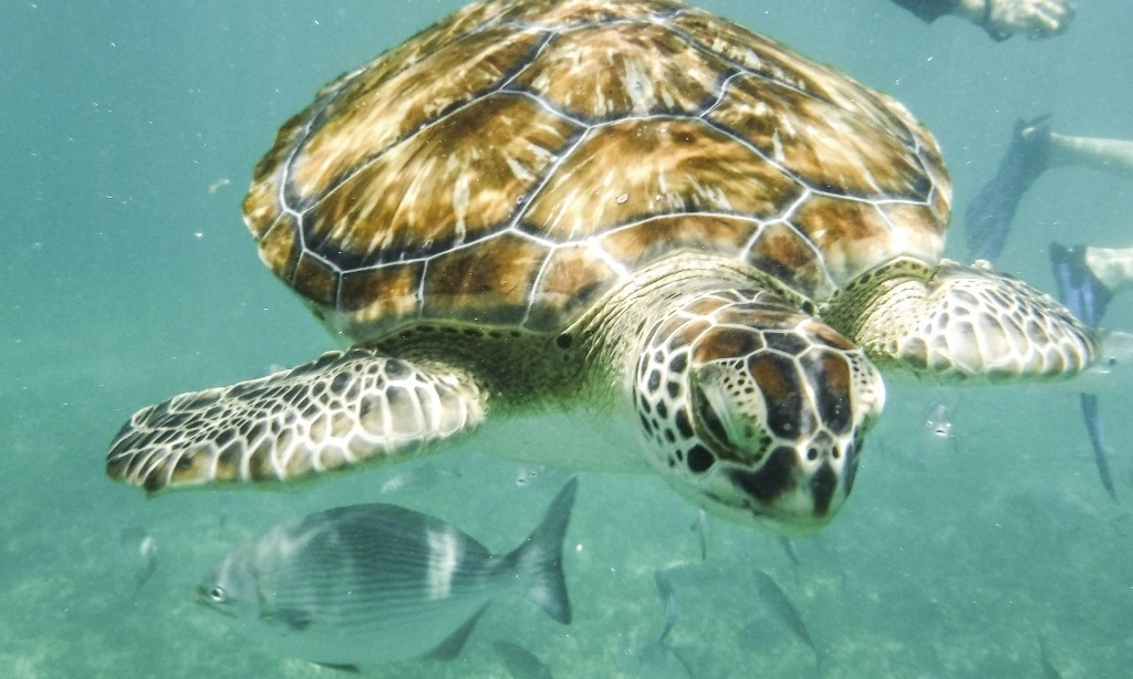 Ambientalistas denunciaron que un grupo empresarial construye un desarrollo condominal muy cerca de la zona de anidación de tortugas, en Xcacel Xcacelito, en Tulum, con lo cual violan todos los preceptos legales. Imagen de archivo. Foto Elizabeth Ruiz / Cuartoscuro / La Jornada