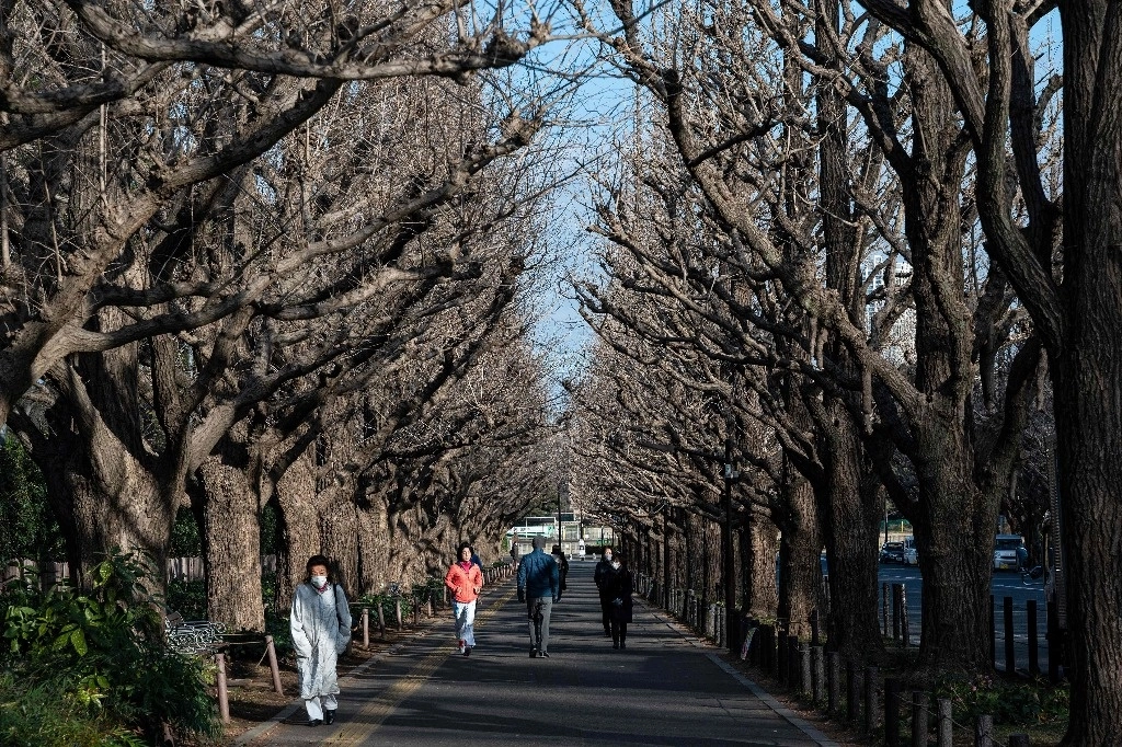 Árboles de gingko en Tokio se incluyeron en una actualización de la Lista Roja de Especies Amenazadas de la Unión Internacional para la Conservación de la Naturaleza (UICN) publicada el 28 de octubre de 2024. Foto Afp