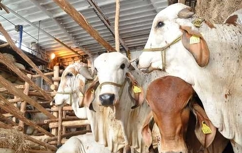 El gusano barrenador infecta al ganado, la fauna silvestre y, en raras ocasiones, a las personas.