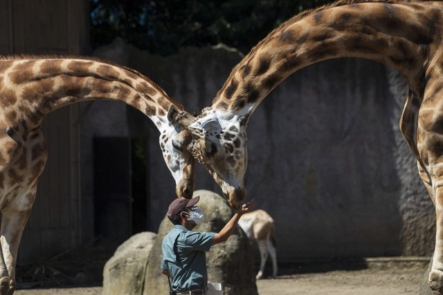 En el zoológico La Aurora en la capital de Guatemala. Foto Ap