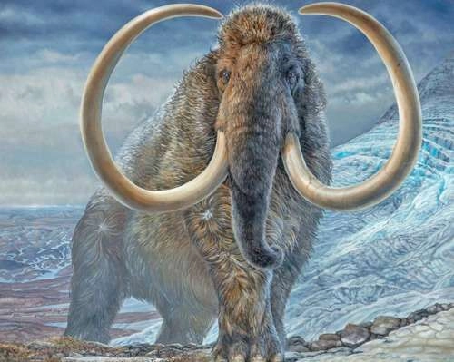 La ilustración de un ejemplar de mamut lanudo. Foto 