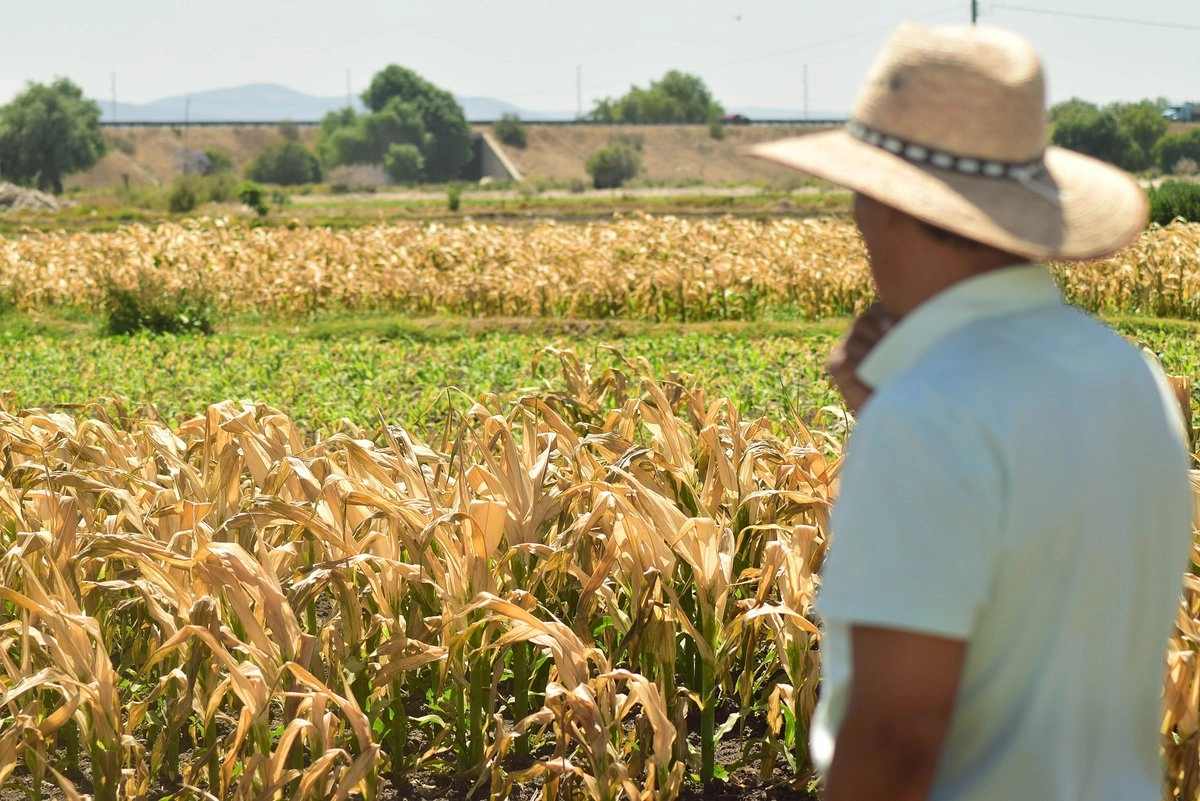 De acuerdo con el Instituto Nacional de Estadística y Geografía, la Encuesta Nacional de Ocupación y Empleo dio a conocer que en el tercer trimestre de este año, 103 mil 219 poblanos dejaron sus labores en la agricultura, ganadería, silvicultura, caza y pesca.