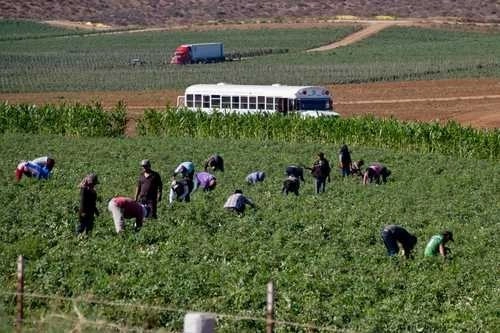 En imagen de archivo, jornaleros agrícolas en Maneadero y San Quintín, Baja California. Foto Édgar Lima / ‘La Jornada BC’