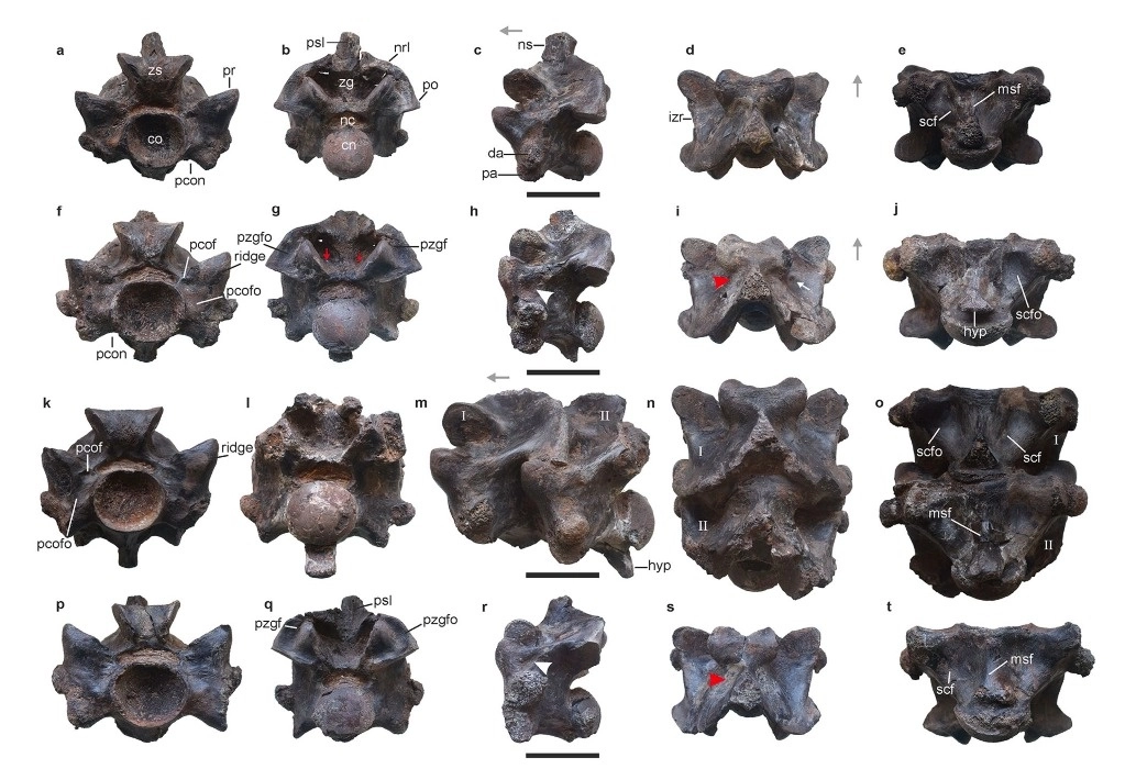 Esta imagen proporcionada por investigadores en abril de 2024 muestra vistas de algunas de las vértebras de Vasuki indicus, una serpiente extinta recientemente descubierta de hace unos 47 millones de años, que se estima alcanza casi 50 pies (15 metros) de largo. La barra de escala en el centro de cada fila que muestra vistas rotadas de una vértebra individual indica 5 centímetros (casi 2 pulgadas). Foto AP