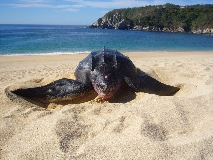 Tortuga marina laúd en una playa de Oaxaca en imagen de archivo. Foto Semarnat