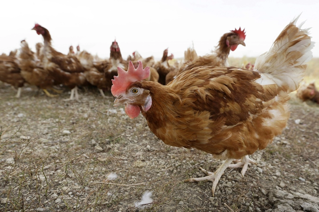 Gallinas en un criadero. Foto Ap / Archivo
