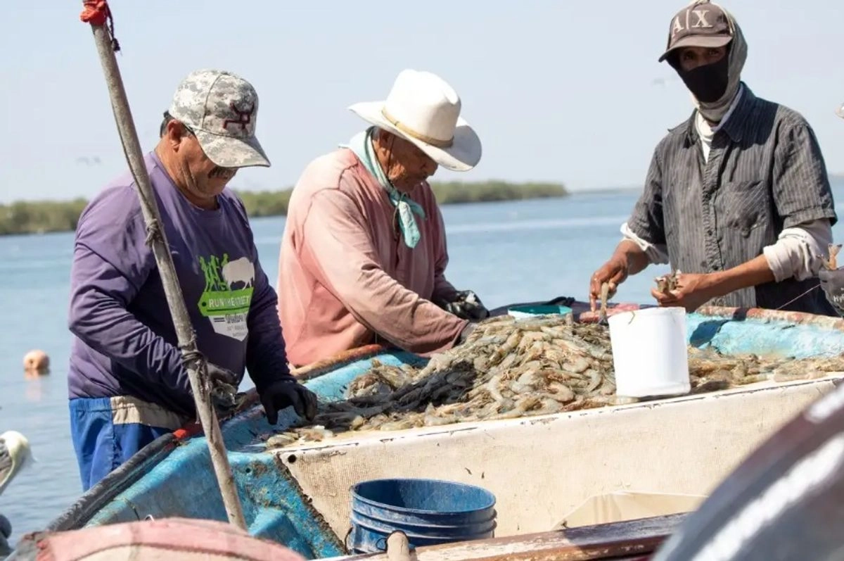 Pesca de camarón en imagen de archivo. Foto 