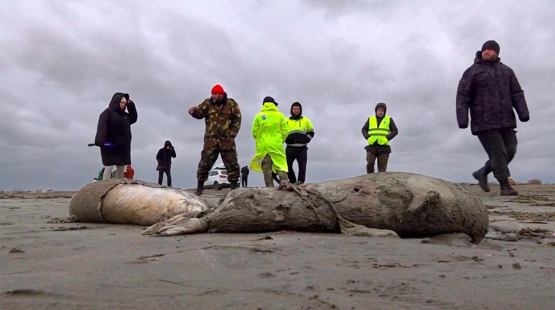 Unas mil 700 focas aparecieron muertas en la costa rusa sobre el Mar Caspio. Foto Ap