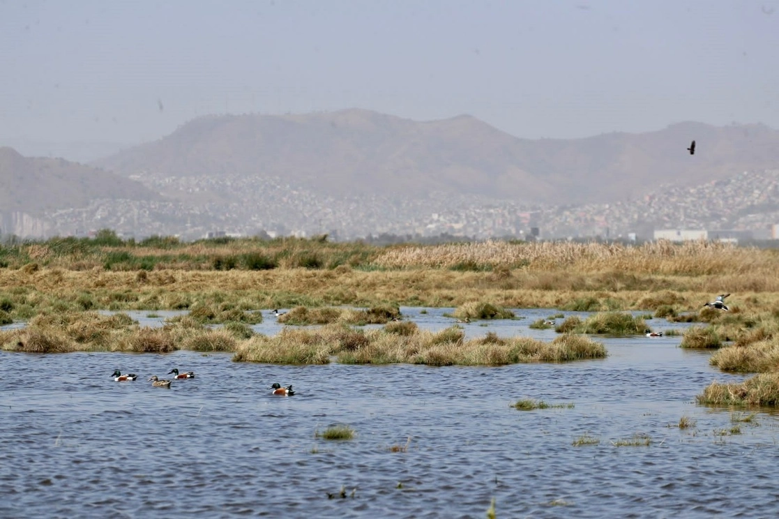 El FPDT consideró que con la declaratoria de Área Natural Protegida del ex lago de Texcoco se le pone fin a un modelo de desecación del lago y una forma de despojo que se había sistematizado en la región para devolverle su vocación hídrica a la cuenca. Foto Javier Salinas Cesáreo
