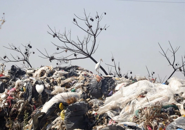 México genera 126 mil toneladas diarias de residuos orgánicos. Foto Cuartoscuro / Archivo