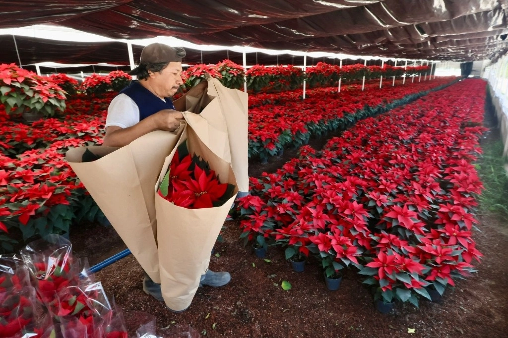 Agricultores de San Gregorio Atlapulco comienzan a vender las plantas de nochebuena para adornar durante las festividades decembrinas, en la alcaldía Xochimilco, en la Ciudad de México. Fotos Luis Castillo /Archivo