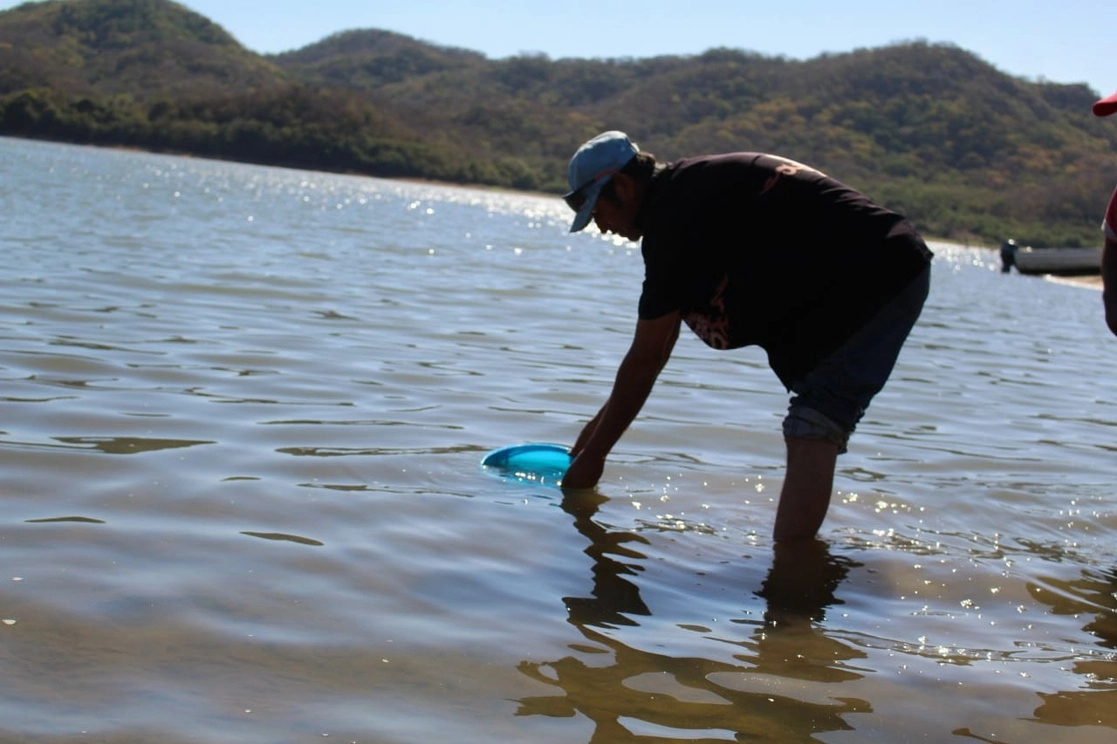 Los pescadores desplazados por la presa Picachos recibieron tilapias y alevines para su explotación comercial. Foto La Jornada
