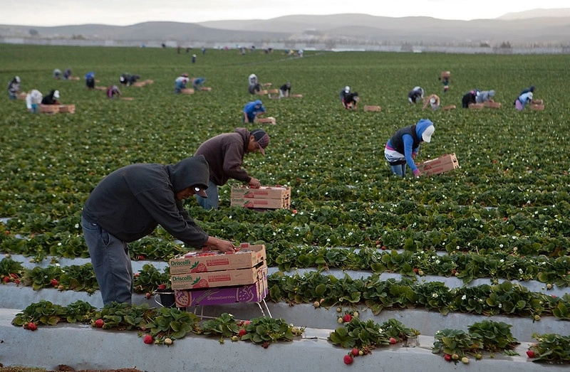 Cosecha de fresa en San Quintín, Baja California. Foto ‘La Jornada’



