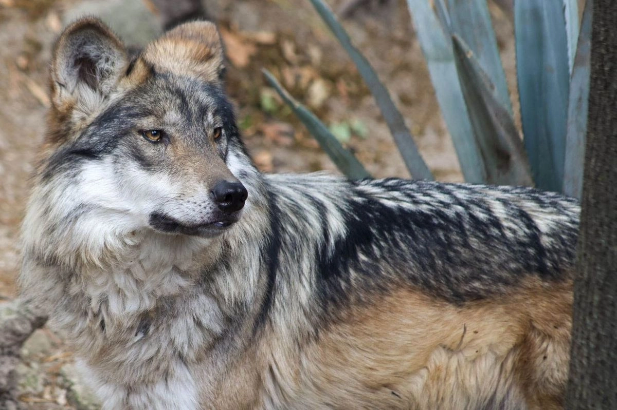 En el Seminario Permanente para el Desarrollo Sustentable se resaltaron casos donde la intervención humana logró la recuperación de varias especies, como el lobo mexicano, el cóndor de California y el barrendo peninsular. Foto